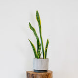 Sansevieria - Laurentii